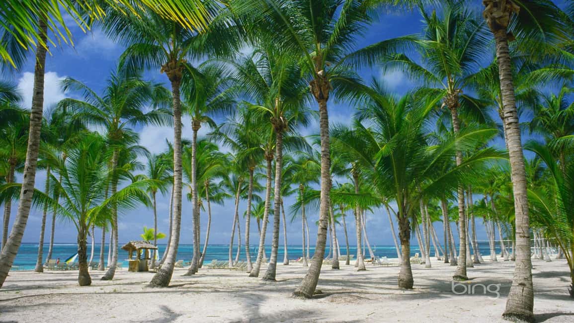 Punta Cana: Catamaran Day Trip to Catalina Island with Lunch - Snorkeling at The Wall: what you’ll actually see and how to prepare