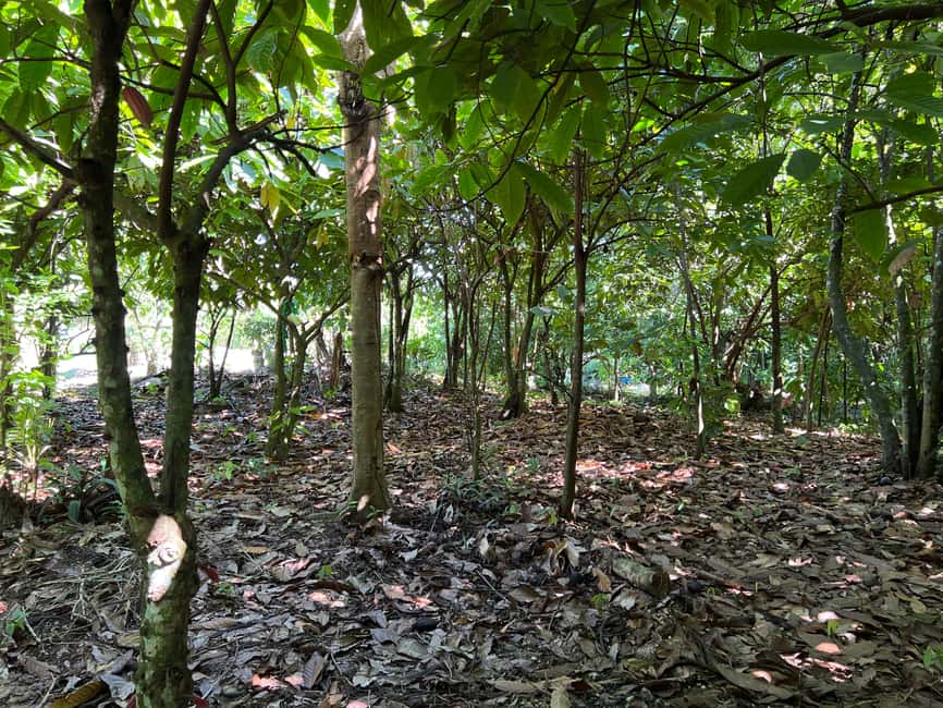 Punta Cana: Coffee Plantation, Chocolate, and Sugar Cane … - Price and Value: Is $55 Fair for This 3-Crop Format?