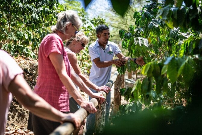 Punta Cana: Cultural half-day tours in the Dominican Republic - Coffee, cocoa, and tobacco: the education portion that actually feels practical