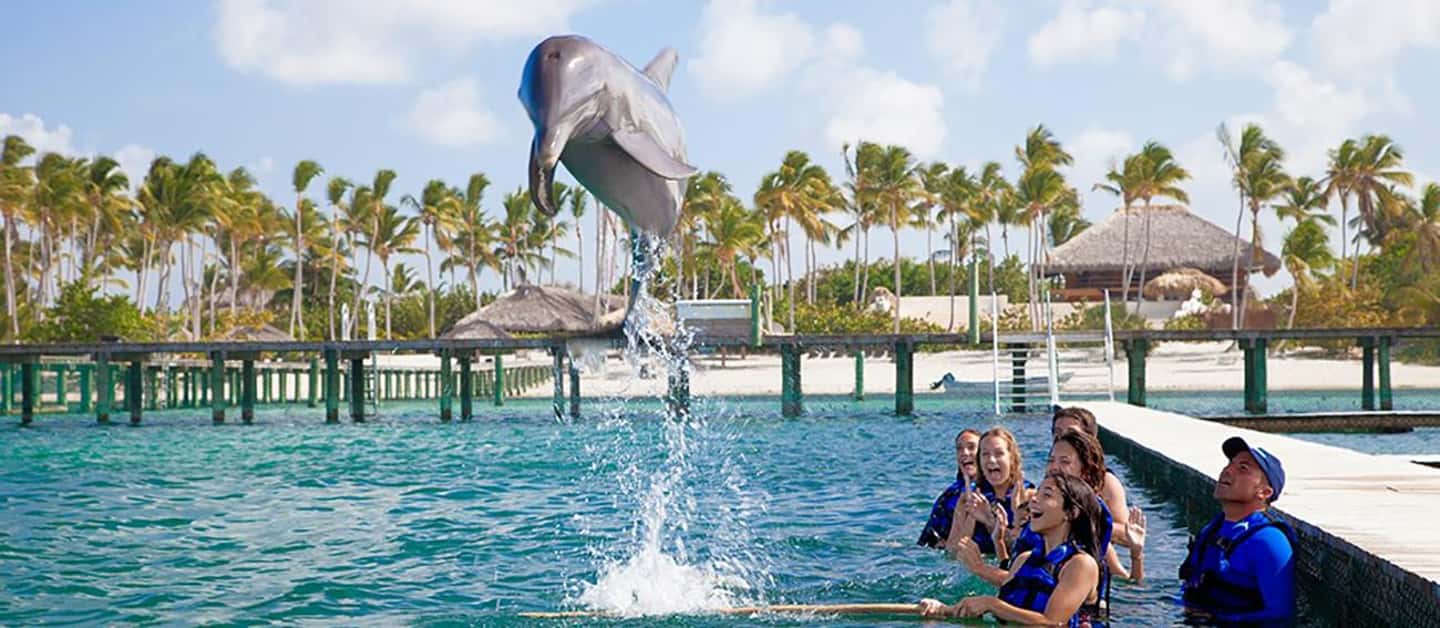 Punta Cana Dolphin Adventure: 40-Minute Interaction - 40 minutes with one dolphin: interaction highlights and how to enjoy them