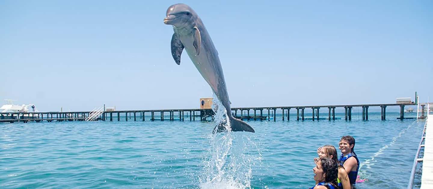 Punta Cana Dolphin Adventure: 40-Minute Interaction - Practical tips that keep the dolphin day from getting stressful