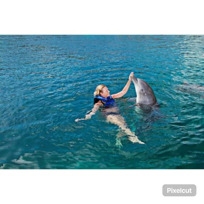 Punta Cana: Dolphin Park Entry and Swim with Dolphins - Key highlights to know before you go