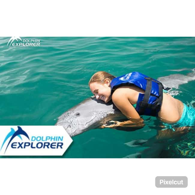 Punta Cana: Dolphin Park Entry and Swim with Dolphins - One Hour, Two Animal Acts: What This Punta Cana Ticket Feels Like