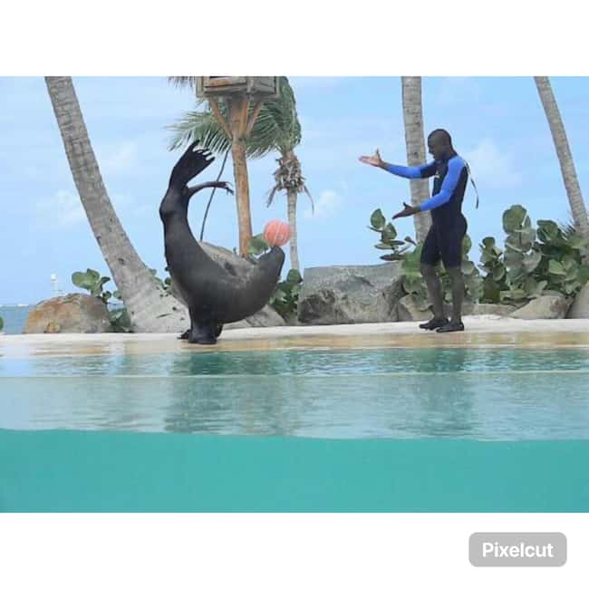 Punta Cana: Dolphin Park Entry and Swim with Dolphins - The Dolphin Swim: Handshakes, Splashes, and Staying Present