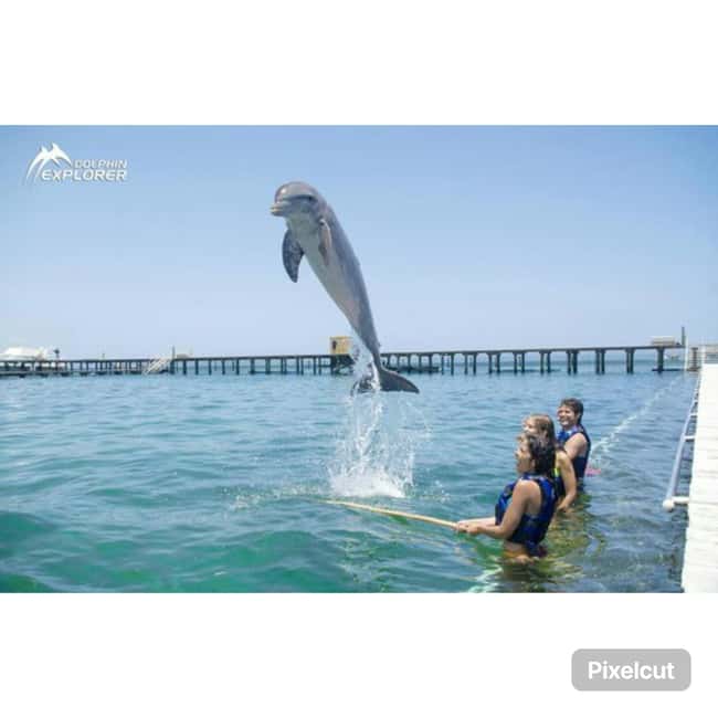Punta Cana: Dolphin Park Entry and Swim with Dolphins - What to Bring (and What Not to Worry About)