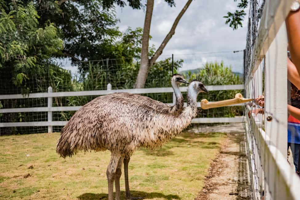 Punta Cana: Eco Park Safari Adventure - Getting There and Timing: 210 Minutes That Move, But Don’t Rush You
