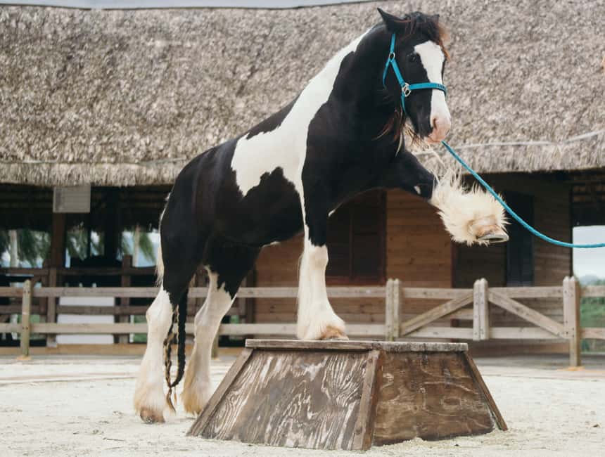 Punta Cana: Eco Park Safari Adventure - Guides Matter: Manuel and Blinblin Make the Day Feel Easier