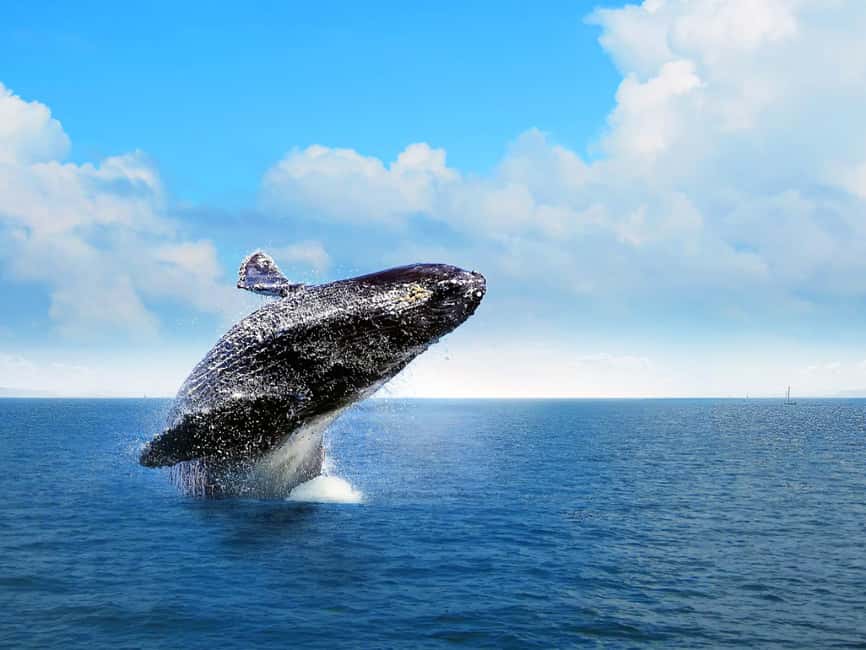 Punta Cana: Excursión a Samaná, Cayo Levantado y El Limón - Whale watching on a catamaran: what the experience is really like