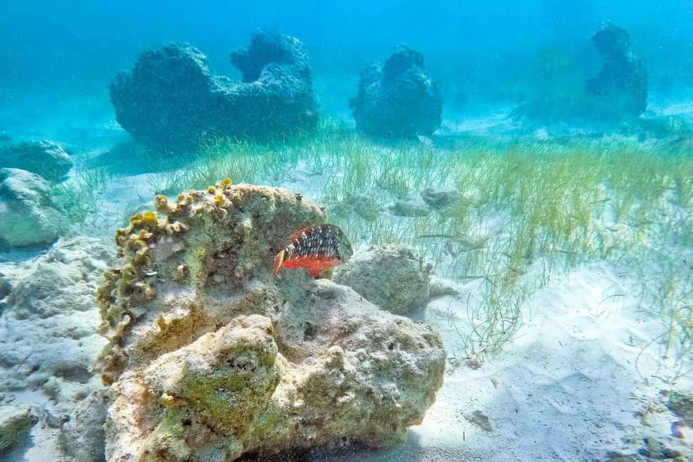 Punta Cana: Full Day Boat Trip to Catalina Island with Lunch - Key Things to Know Before You Go