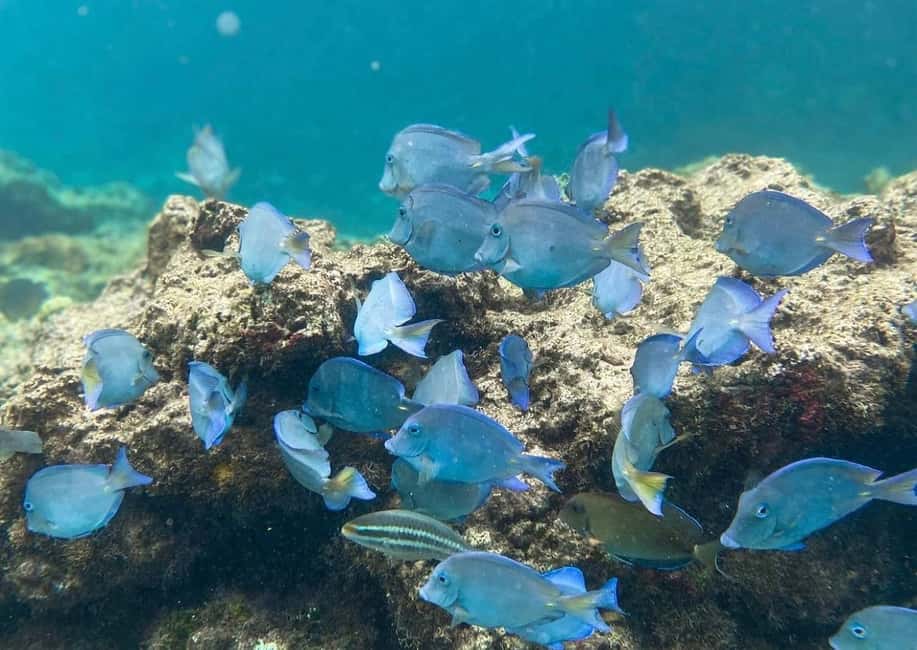 Punta Cana: Full-day Snorkelling Tour in Catalina Island - Punta Cana Pickup to La Romana Port: What the Start Feels Like