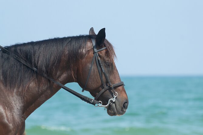 Punta Cana Horseback Riding Adventure - Gallops for experienced riders: what you might get