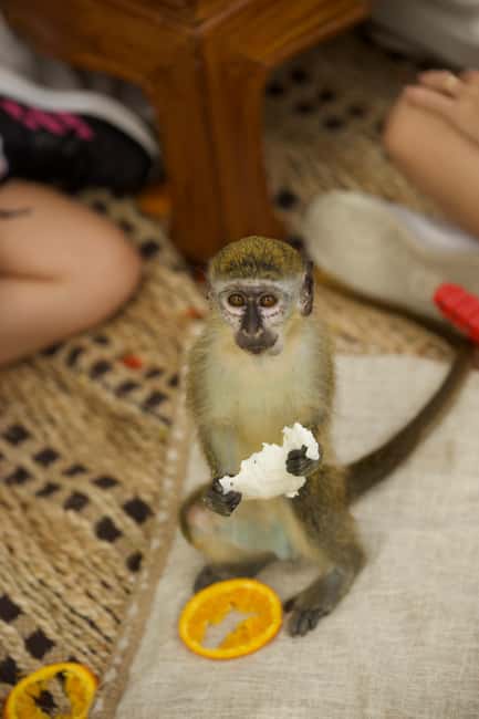 Punta Cana: Interactive Experience at Monkey House - What the monkey encounters feel like hour by hour