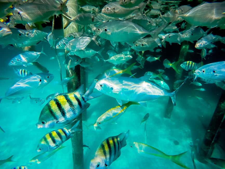 Punta Cana: Marinarium Snorkeling Cruise - Key things that make this cruise worth a look