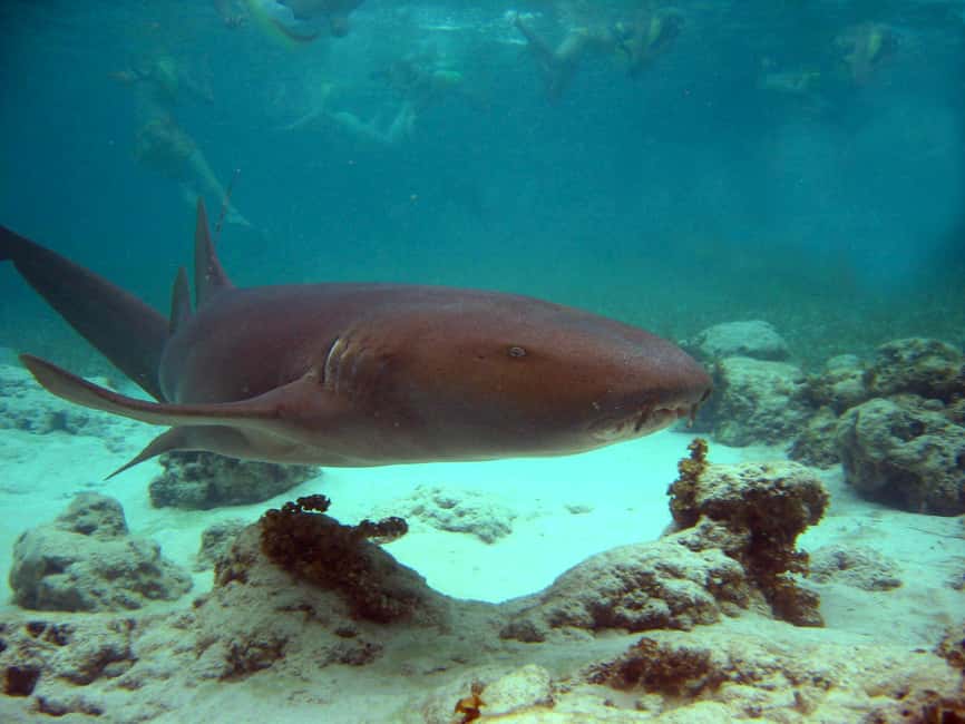 Punta Cana: Marinarium Snorkeling Cruise - The marine park snorkeling: nurse sharks and stingrays, up close
