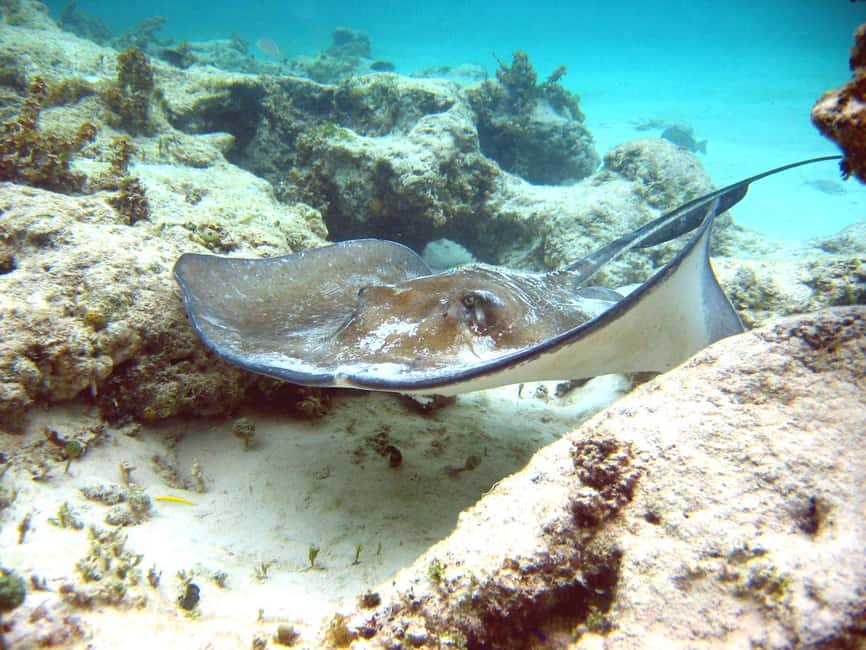 Punta Cana: Marinarium Snorkeling Cruise - Who this cruise is best for (and who should think twice)