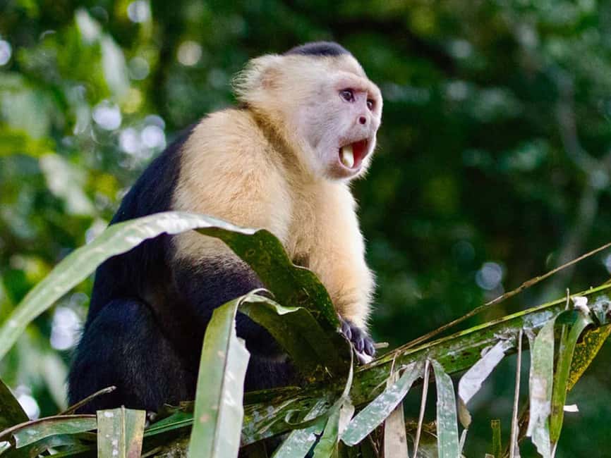Punta Cana: Monkey Adventure by Jhoraji With Hotel Pick-Up - Four Monkey Species, One Short Tour You Can Actually Fit In