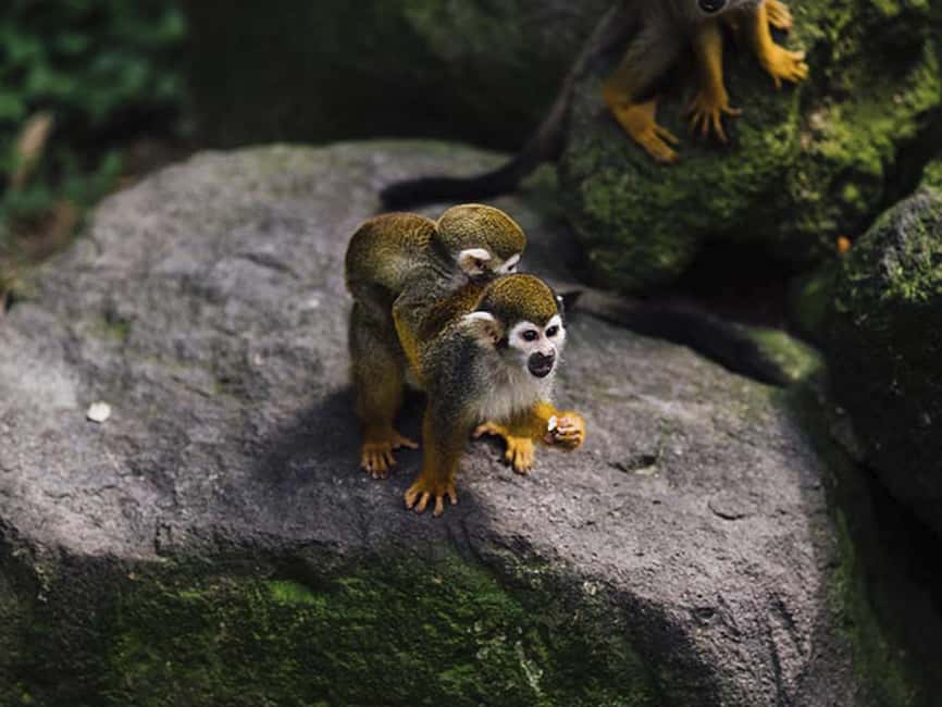 Punta Cana: Monkey Adventure by Jhoraji With Hotel Pick-Up - Monkey Handling and Interaction: What You’re Really Paying For
