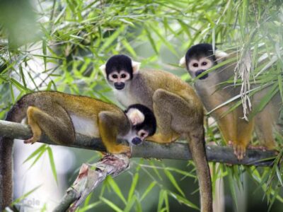 Punta Cana: Monkey Adventure by Jhoraji With Hotel Pick-Up - The 3-Hour Flow: How the Time Usually Gets Used