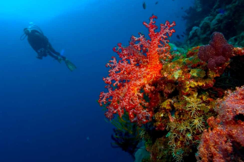 Punta Cana: Reef Diving Adventure Explore Underwater Wonders - Key Things I’d Pay Attention To Before You Go