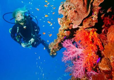 Punta Cana: Reef Diving Adventure Explore Underwater Wonders - From Hotel Lobby to Reef: The Flow You Should Expect