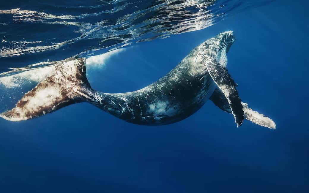 Punta Cana: Samana Whale Watching Cruise - Quick take before you go