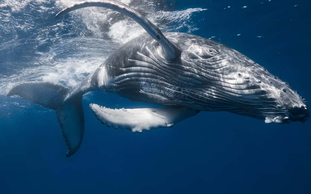 Punta Cana: Samana Whale Watching Cruise - The Punta Cana to Samaná whale route: what the 1-hour cruise really means