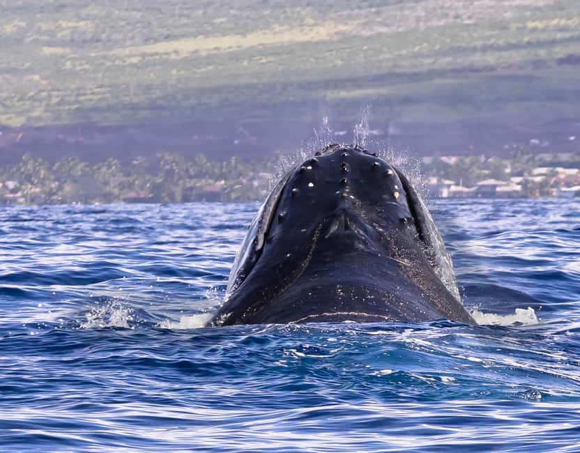Punta Cana: Samana Whale Watching Cruise - The local guide and languages: helpful support, not guaranteed narration
