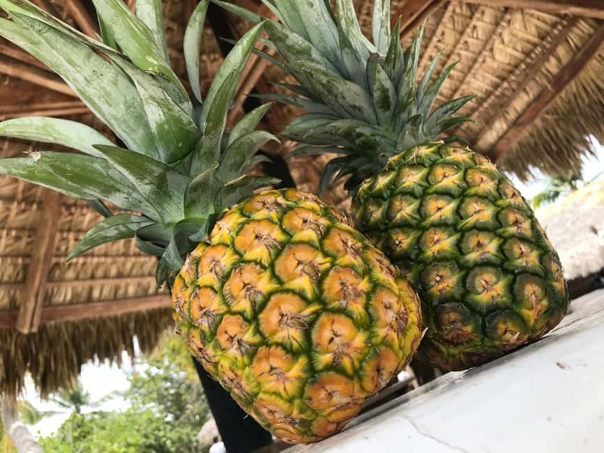 Punta Cana: Saona Island Day Trip - The Boat Ride: Catamaran Cruising and a Swim Stop