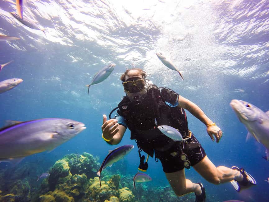 Punta Cana: Scuba Diving Adventure to Catalina Island - Key highlights you will actually feel