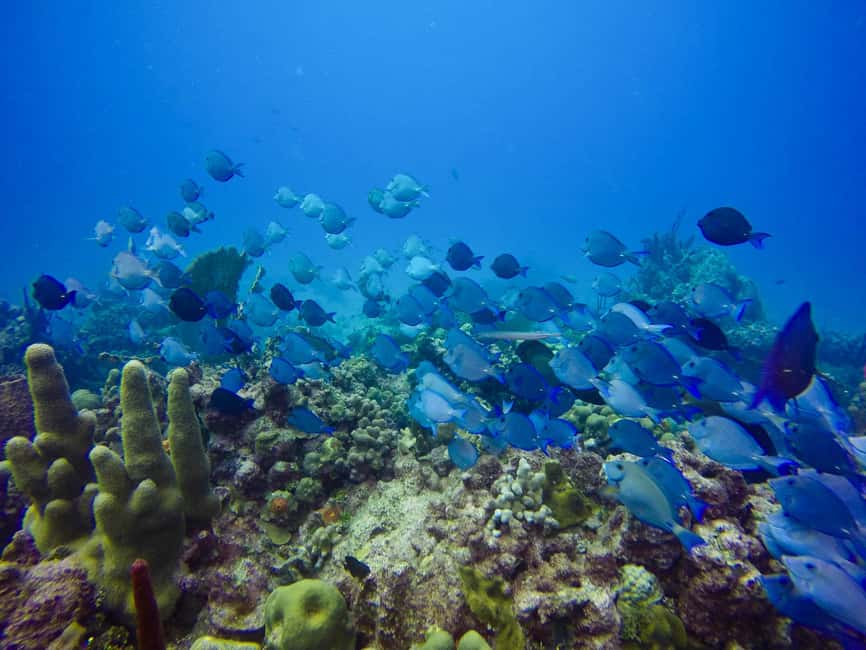 Punta Cana: Scuba Diving Adventure to Catalina Island - The Wall underwater session: sponges, coral fans, and the 5m-to-40m range