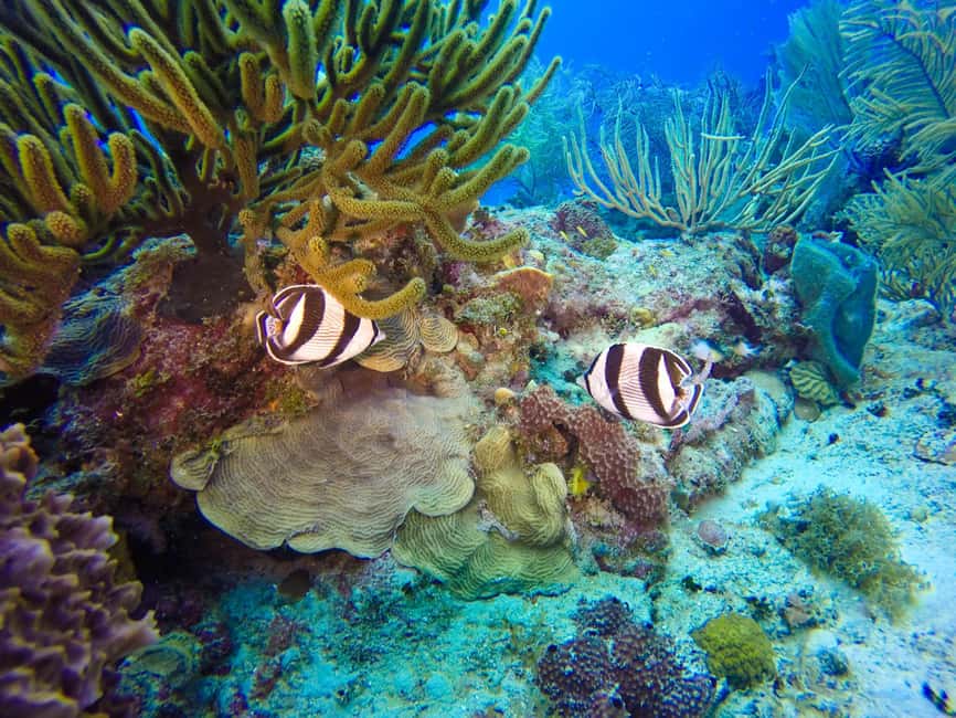 Punta Cana: Scuba Diving Adventure to Catalina Island - The Aquarium underwater session: better visibility and a different cast of marine life