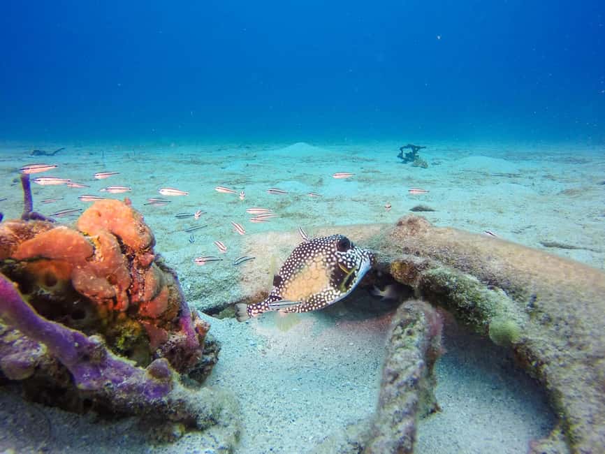 Punta Cana: Scuba Diving Adventure to Catalina Island - What you need to bring (and what not to do) so the day stays easy