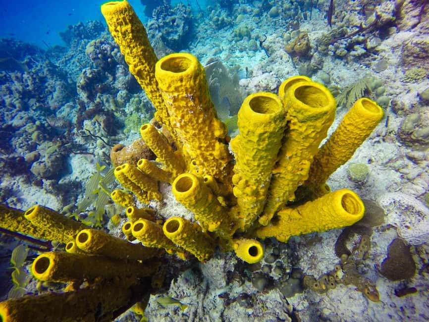 Punta Cana: Scuba Diving Adventure to Catalina Island - Price and value: what your $155 covers and what to watch for