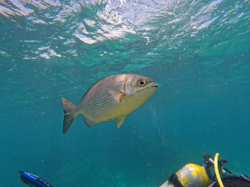 Punta Cana: Scuba Doo Adventure with Round-Trip Transfer - Key Things That Make This Punta Cana Scuba Doo Trip Worth Your Time