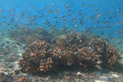 Punta Cana Speed Boat Tour and Snorkeling - Getting from your hotel to the coast without turning it into a project