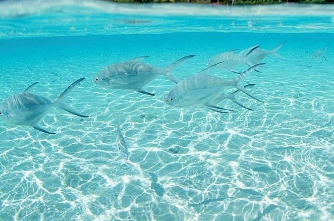 Punta Cana Speed Boat Tour and Snorkeling - What’s included (and what you’ll pay for later)