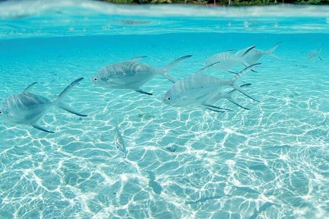 Punta Cana Speed Boat Tour and Snorkeling - Who this tour suits best (and who should think twice)