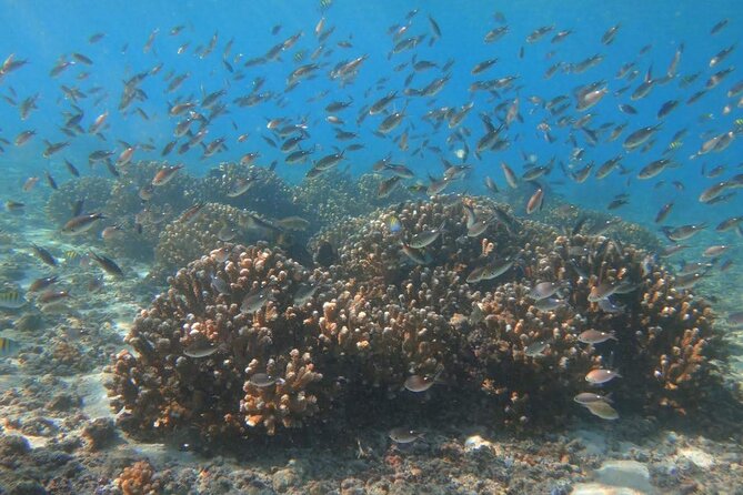 Punta Cana Speed Boat Tour and Snorkeling - Getting from your hotel to the coast without turning it into a project