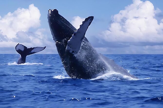 Punta Cana: Whale Watching and Bacardi Island Day Trip - Key things to know before you book
