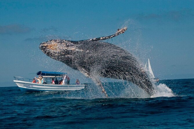Punta Cana: Whale Watching and Bacardi Island Day Trip - From Punta Cana to Samaná Bay: the long ride that sets the tone