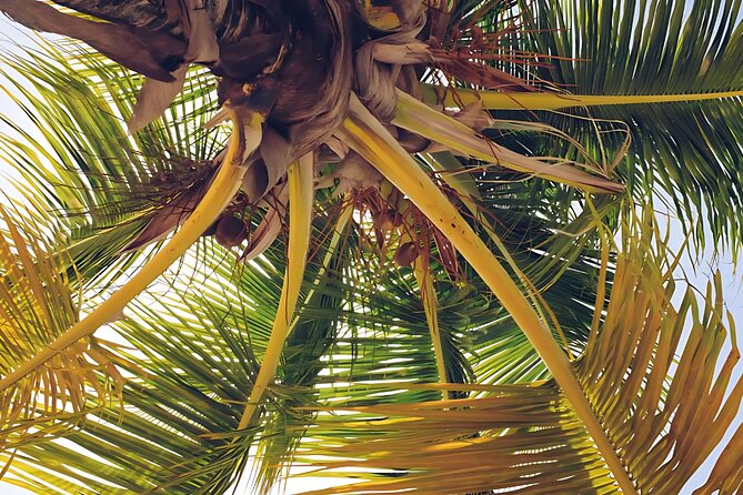 Punta Cana: Whale Watching and Bacardi Island Day Trip - Cayo Levantado (Bacardí Island): lunch, beach time, and where the day turns easy
