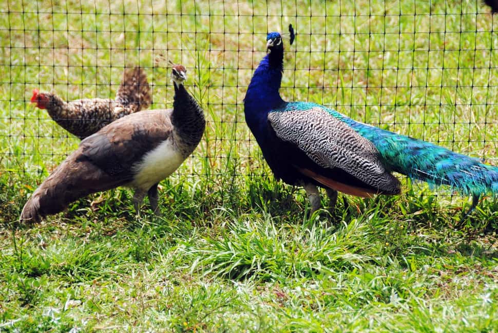 Punta Cana: Xploration Animal Park Bus Tour with Encounters - Final verdict: should you book the Punta Cana Xploration Animal Park tour?