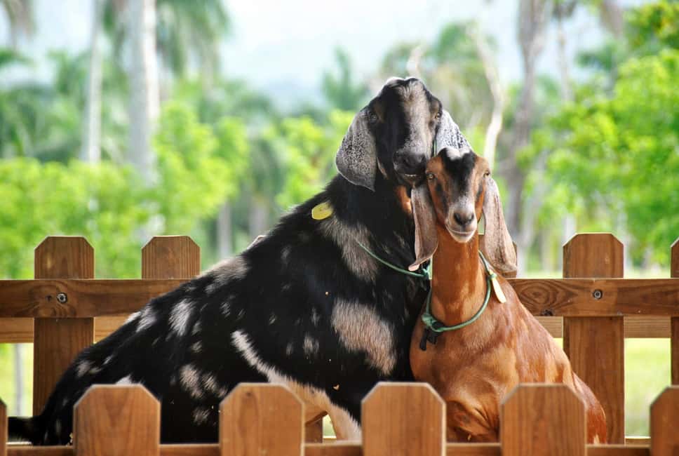 Punta Cana: Xploration Animal Park Bus Tour with Encounters - Guided panoramic drive and on-foot viewpoints: seeing more than one angle
