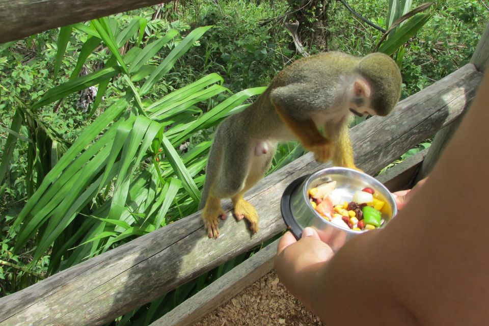 Punta Cana: Ziplines Adventures & Monkeyland Entry - Guides and the vibe: when the humor helps your nervous system
