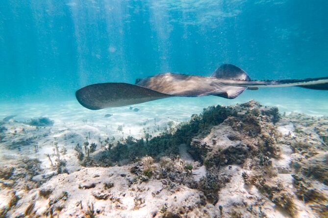 Reef Explorer Half Day Trip - Reef Explorer Half Day Trip in Punta Cana: What You Really Get in 3.5 Hours