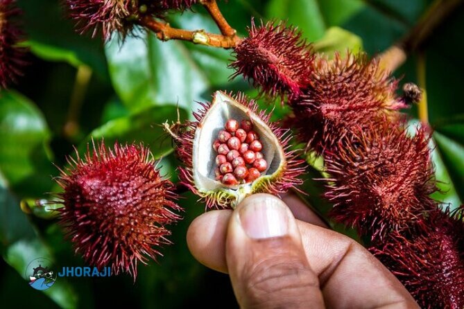 Safari tour with Jhoraji : mountain rivers and local market - A full Dominican day: 7:00 AM to Macao Beach