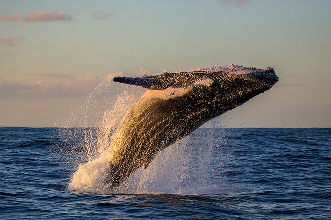 Samaná Experience Whale – The Lemon Waterfall & Bacardi Island - Key things to know before you go