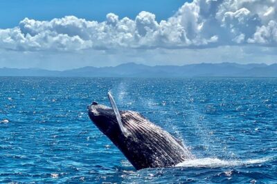 Samana Full Day -baracardi island, horses, lemon waterfall - The Boat to Cayo Levantado: Where the Day Starts to Feel Worth It