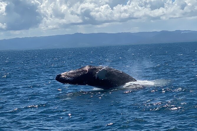 Samana Full Day Waterfall, Safari and Beach - The waterfall moment: views, sound, and getting your photos right