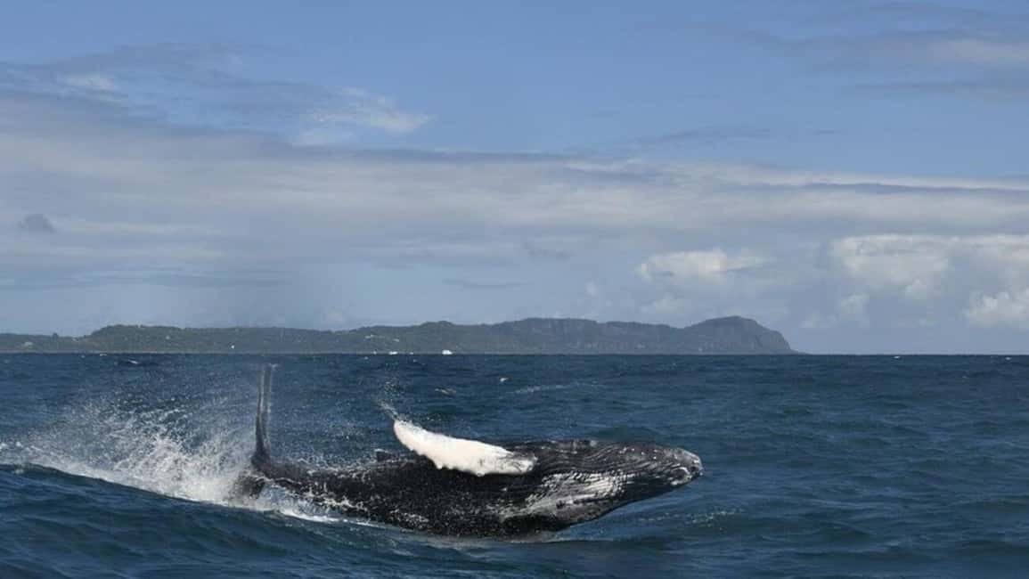 Samana Whale watching and Bacardi Island from Punta Cana - Who this tour suits best (and who should skip it)